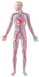 מערכת כלי הדם